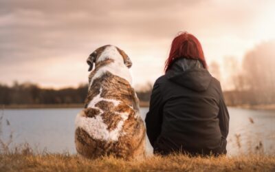 Who Gets the Dog in a Divorce in California?